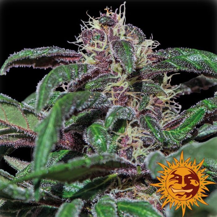 Dope Breeders - BARNEYS FARM Ayahuasca Purple Image