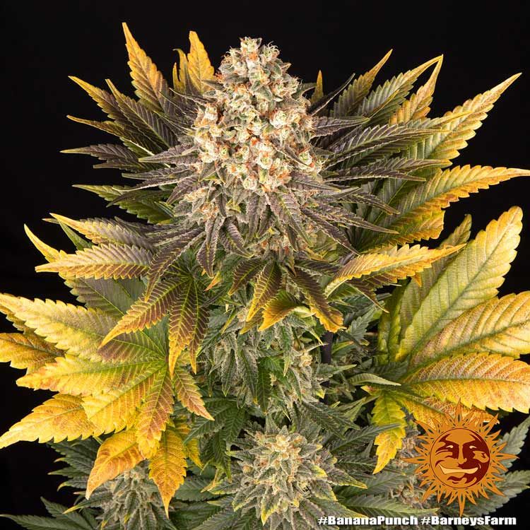 Dope Breeders - BARNEYS FARM Banana Punch Image