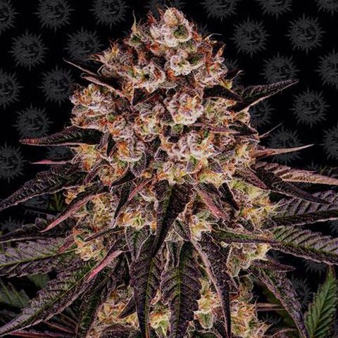 Dope Breeders - BARNEYS FARM Biscotti Mintz Image