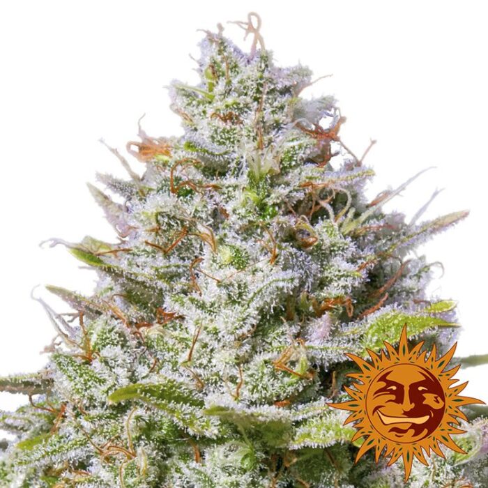 Dope Breeders - BARNEYS FARM Blue Gelato 41 Image