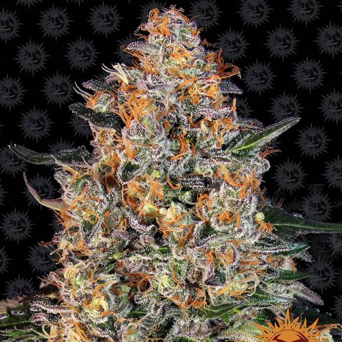 Dope Breeders - BARNEYS FARM Bubba Kush Image