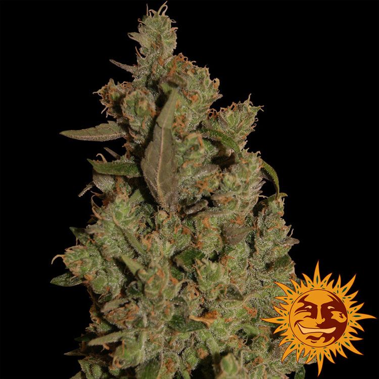 Dope Breeders - BARNEYS FARM CBD Critical Cure Image