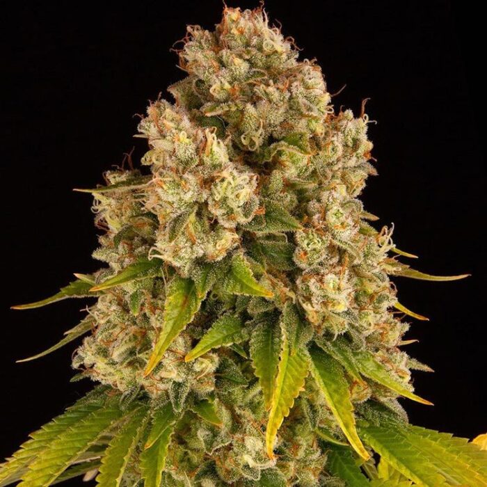 Dope Breeders - BARNEYS FARM Cheese Auto Image