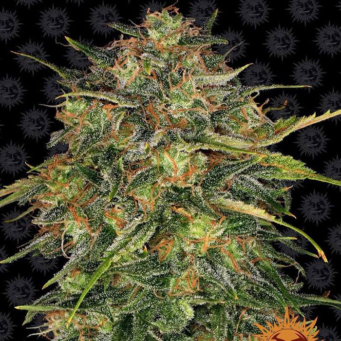 Dope Breeders - BARNEYS FARM Cheese Image