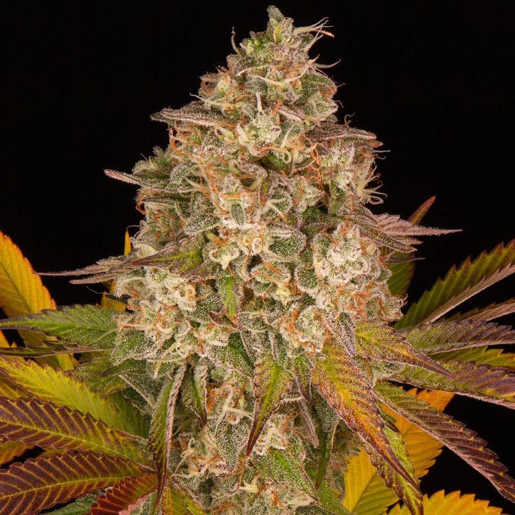 Dope Breeders - BARNEYS FARM Cookies Kush Auto Image