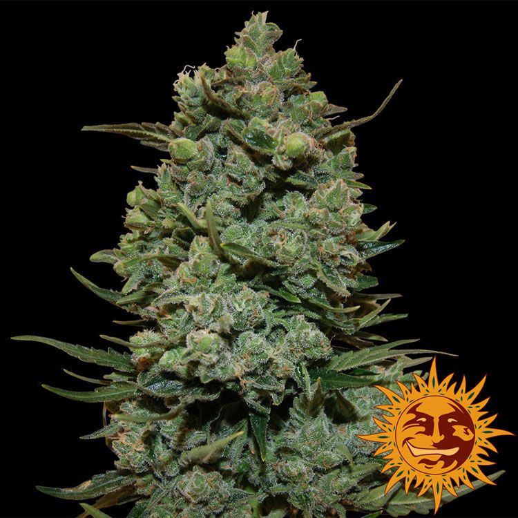 Dope Breeders - BARNEYS FARM Cookies Kush Image