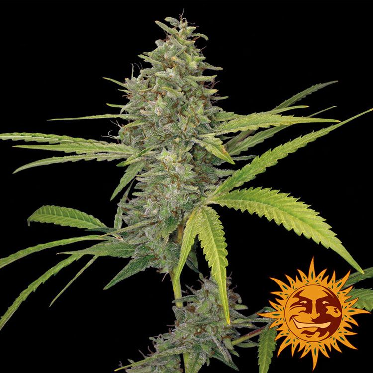 Dope Breeders - BARNEYS FARM G13 Haze Image