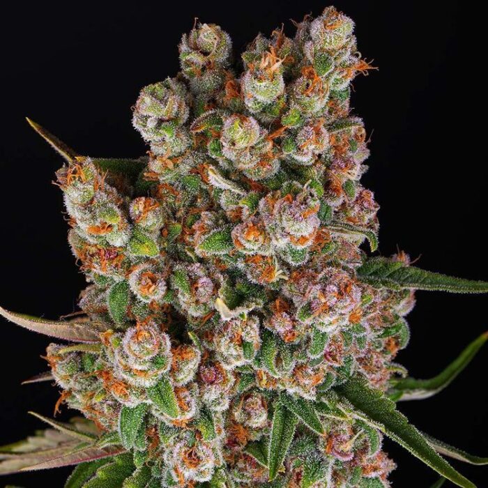 Dope Breeders - BARNEYS FARM GMO Auto Image