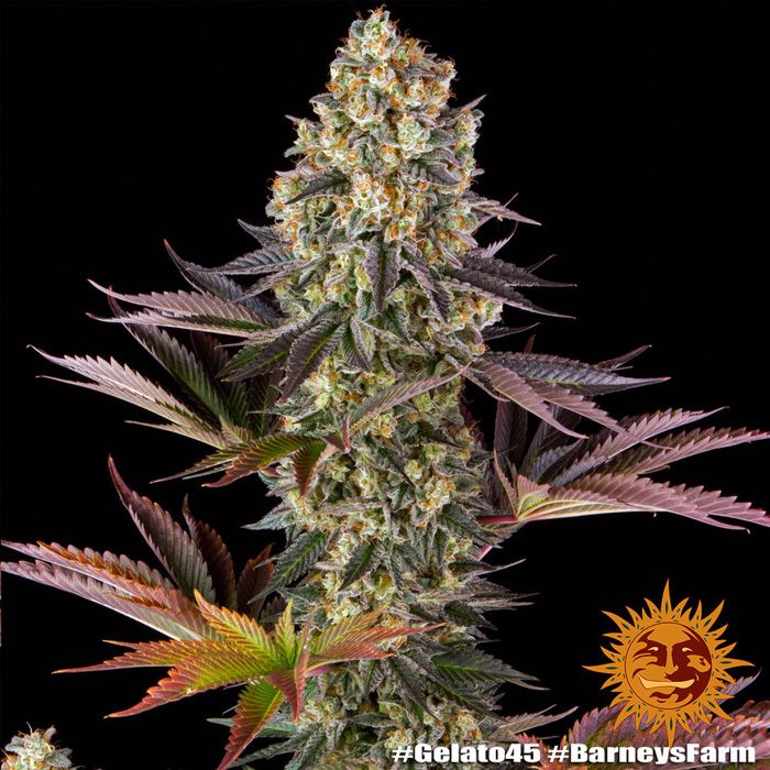 Dope Breeders - BARNEYS FARM Gelato #45 Image