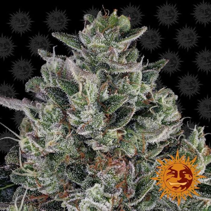 Dope Breeders - BARNEYS FARM Glookies Image