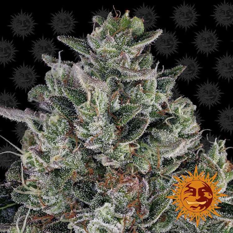 Dope Breeders - BARNEYS FARM Glookies Image