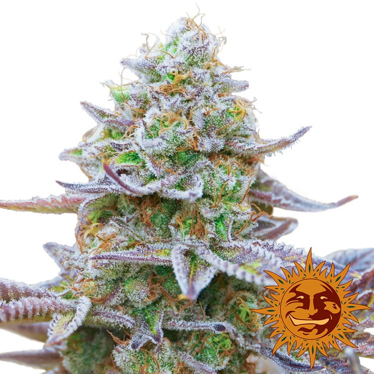 Dope Breeders - BARNEYS FARM Gorilla Zkittlez Image