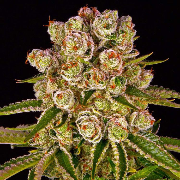 Dope Breeders - BARNEYS FARM Kush Mintz Image