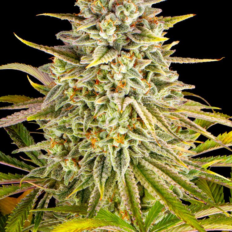 Dope Breeders - BARNEYS FARM Lemon Drizzle Image