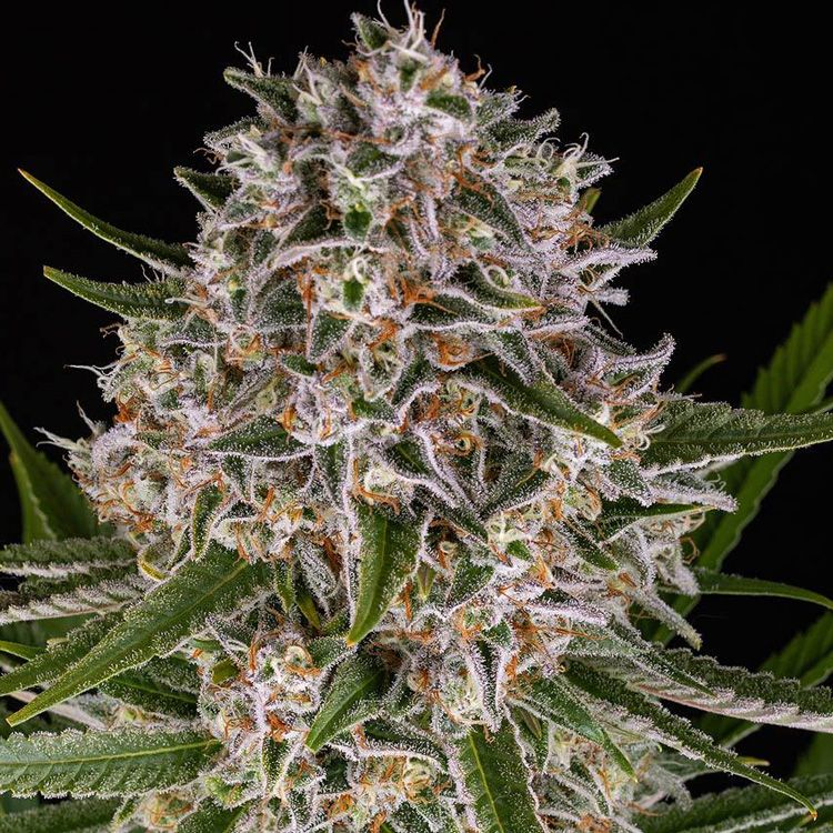 Dope Breeders - BARNEYS FARM Lemon Haze Auto Image