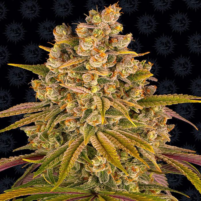 Dope Breeders - BARNEYS FARM Lemon Tree Image