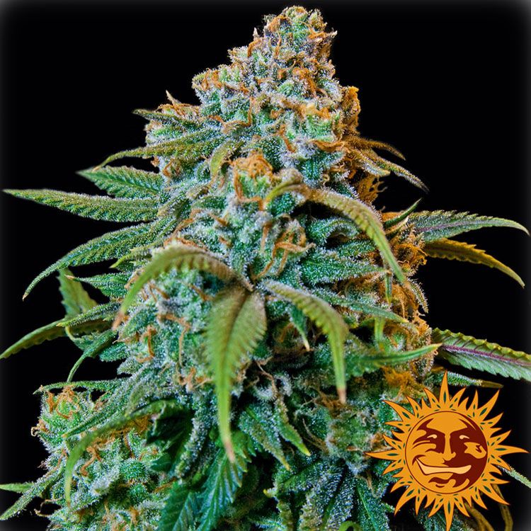 Dope Breeders - BARNEYS FARM Liberty Haze Image