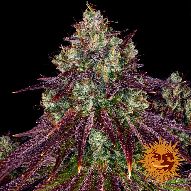 Dope Breeders - BARNEYS FARM Mimosa EVO Image