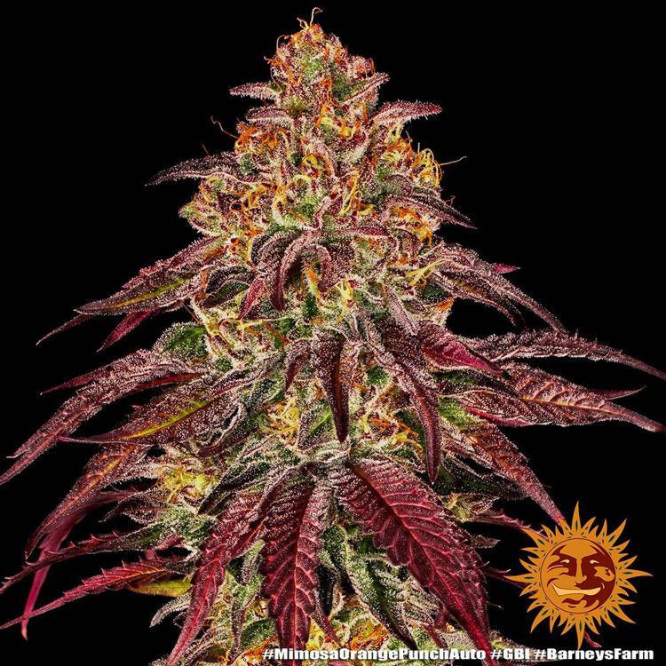 Dope Breeders - BARNEYS FARM Mimosa X Orange Punch Auto Image