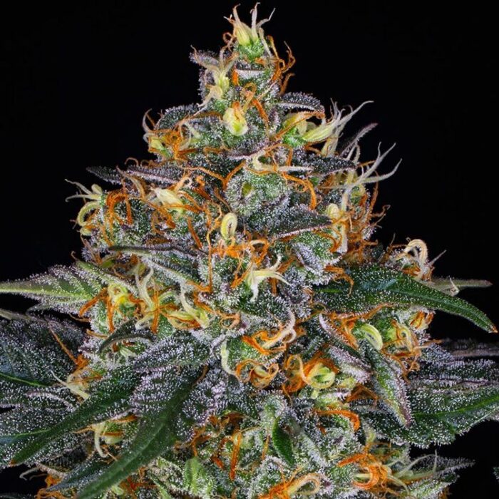 Dope Breeders - BARNEYS FARM Moby Dick Auto Image