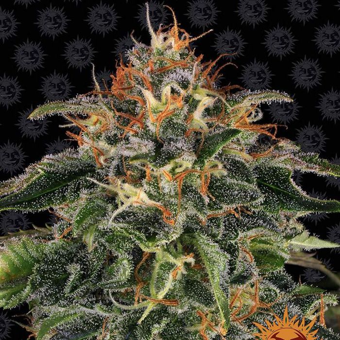 Dope Breeders - BARNEYS FARM Moby Dick Image