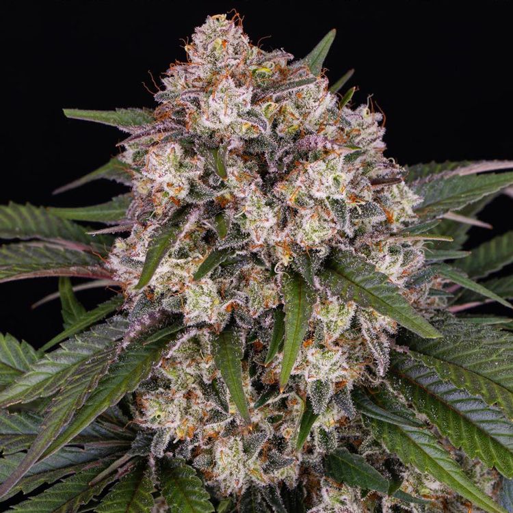 Dope Breeders - BARNEYS FARM OG Kush Auto Image