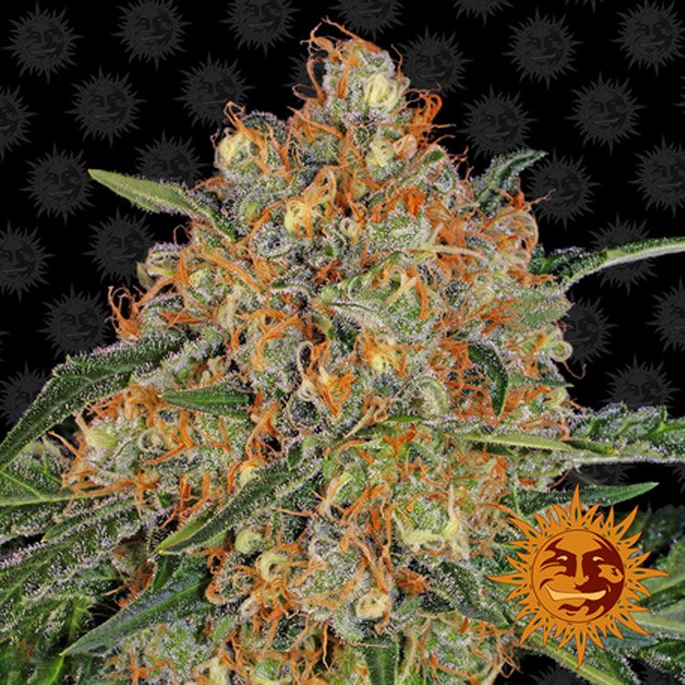 Dope Breeders - BARNEYS FARM Orange Sherbert Image