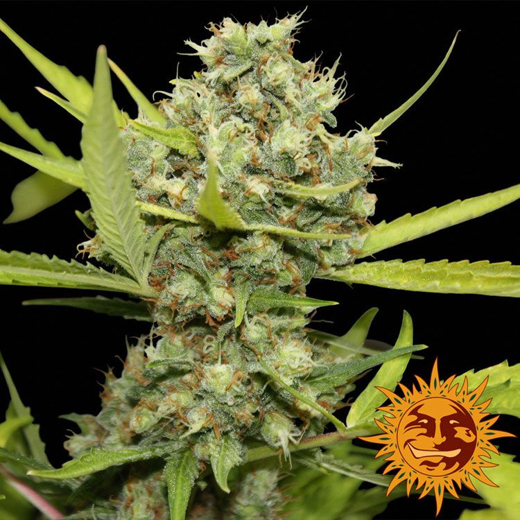 Dope Breeders - BARNEYS FARM Pineapple Chunk Image