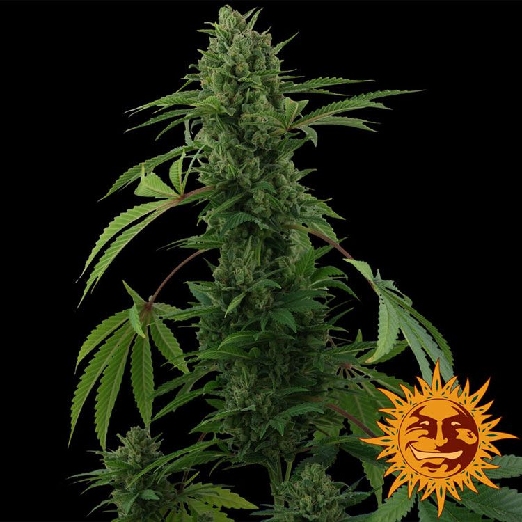 Dope Breeders - BARNEYS FARM Pineapple Express Auto Image