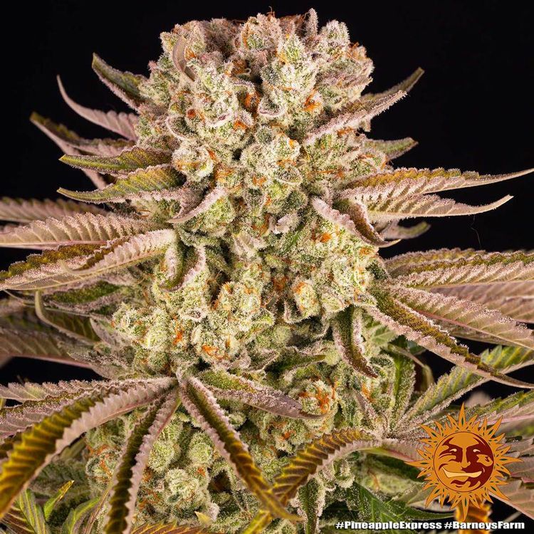 Dope Breeders - BARNEYS FARM Pineapple Express Image