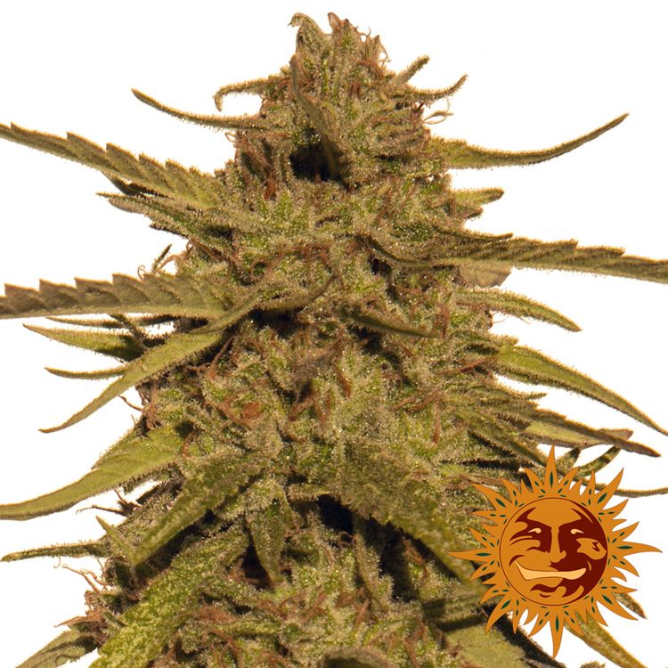 Dope Breeders - BARNEYS FARM Pineapple Haze Image