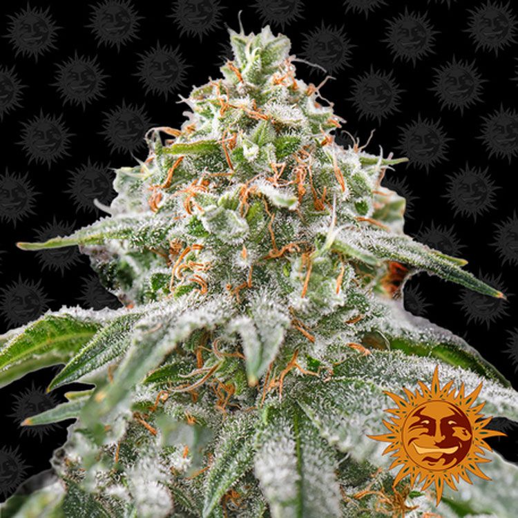 Dope Breeders - BARNEYS FARM Pink Kush Image