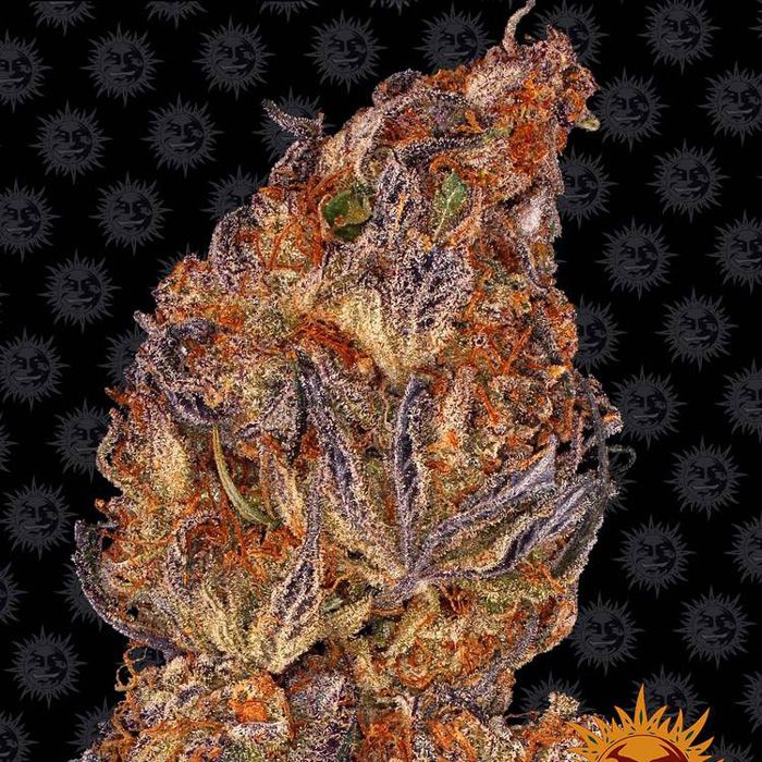 Dope Breeders - BARNEYS FARM Runtz Auto Image