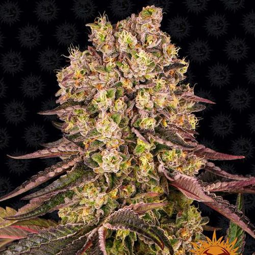 Dope Breeders - BARNEYS FARM Runtz Muffin Image