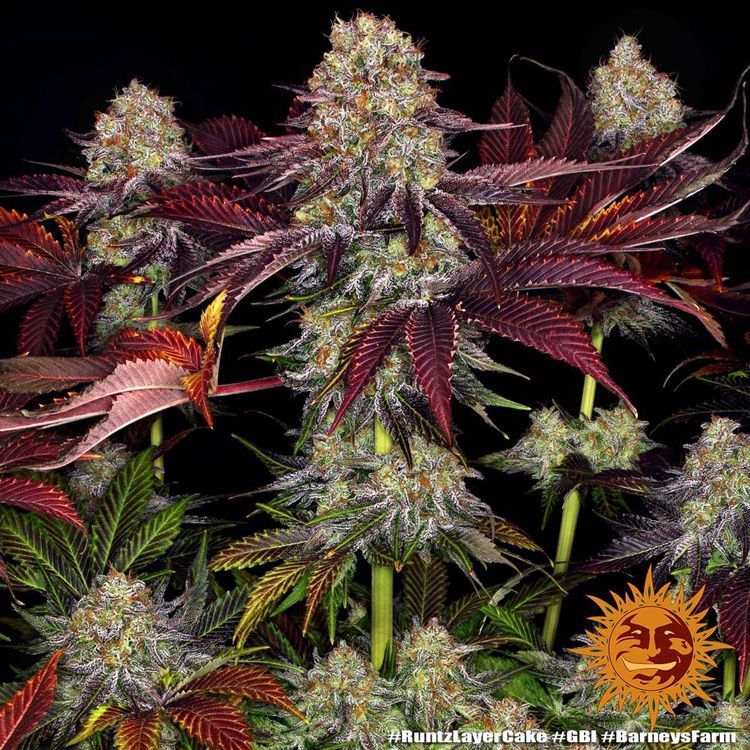 Dope Breeders - BARNEYS FARM Runtz x Layer Cake Image