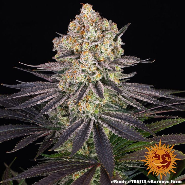 Dope Breeders - BARNEYS FARM Runtz Image