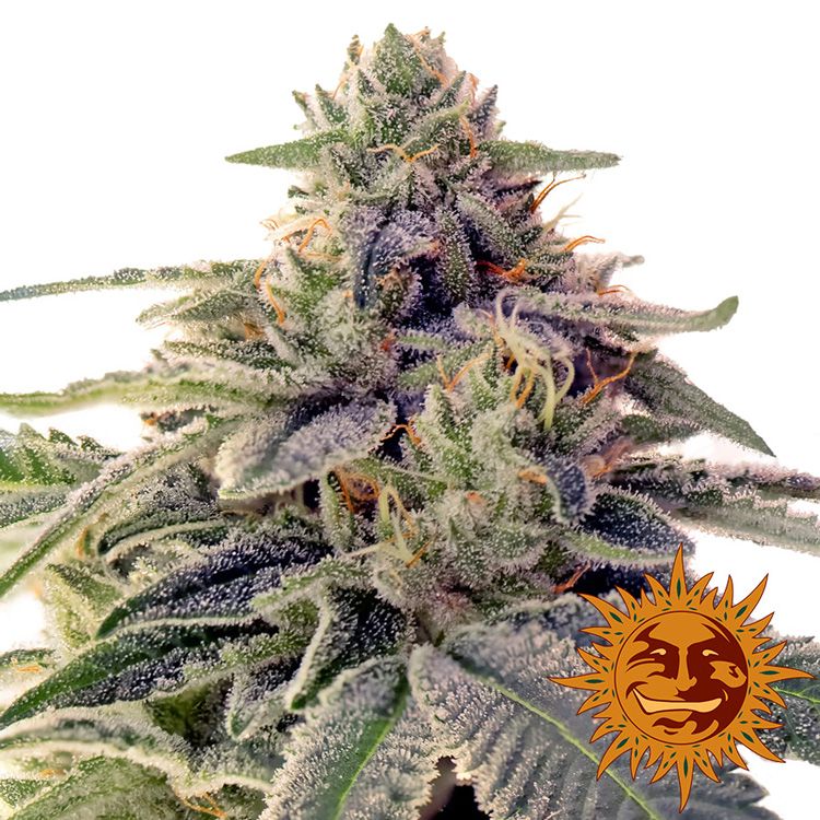 Dope Breeders - BARNEYS FARM ShiskaBerry Image