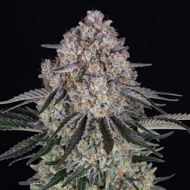 Dope Breeders - BARNEYS FARM Sour Diesel Auto Image