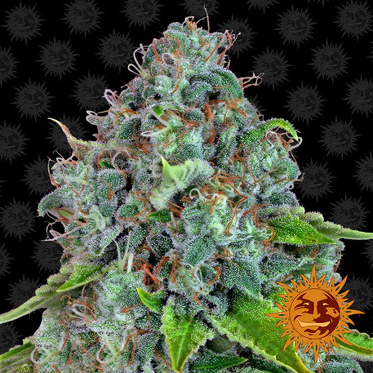 Dope Breeders - BARNEYS FARM Strawberry Lemonade Image