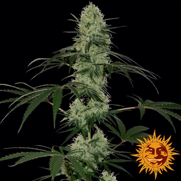 Dope Breeders - BARNEYS FARM Tangerine Dream Auto Image