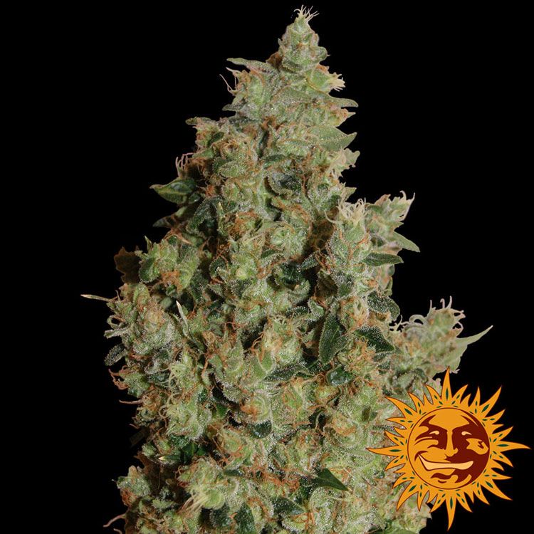 Dope Breeders - BARNEYS FARM Tangerine Dream Image