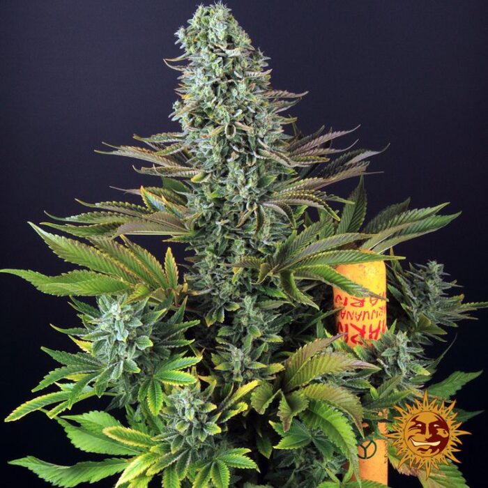 Dope Breeders - BARNEYS FARM Tropicanna Banana Image