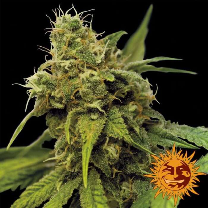 Dope Breeders - BARNEYS FARM Utopia Haze Image