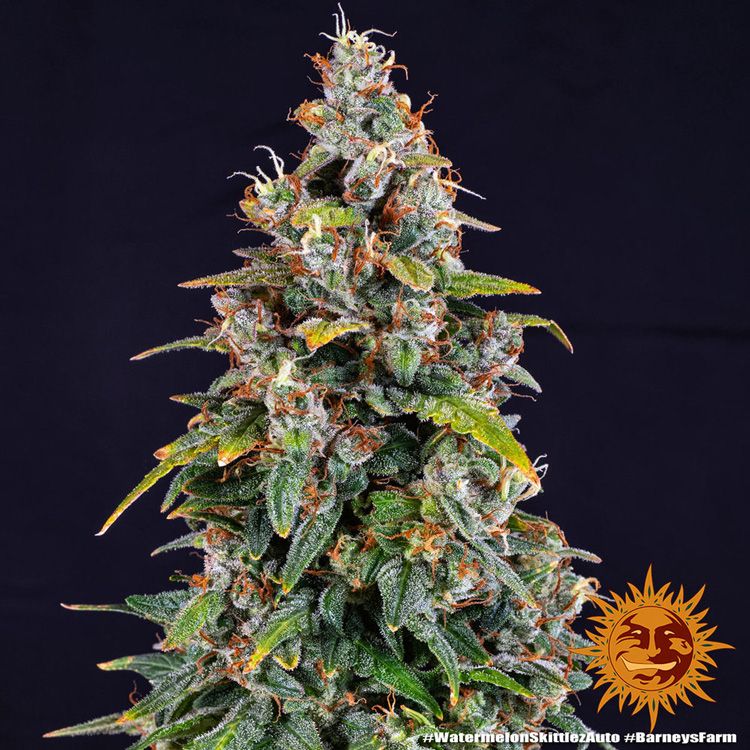 Dope Breeders - BARNEYS FARM Watermelon Zkittlez Auto Image