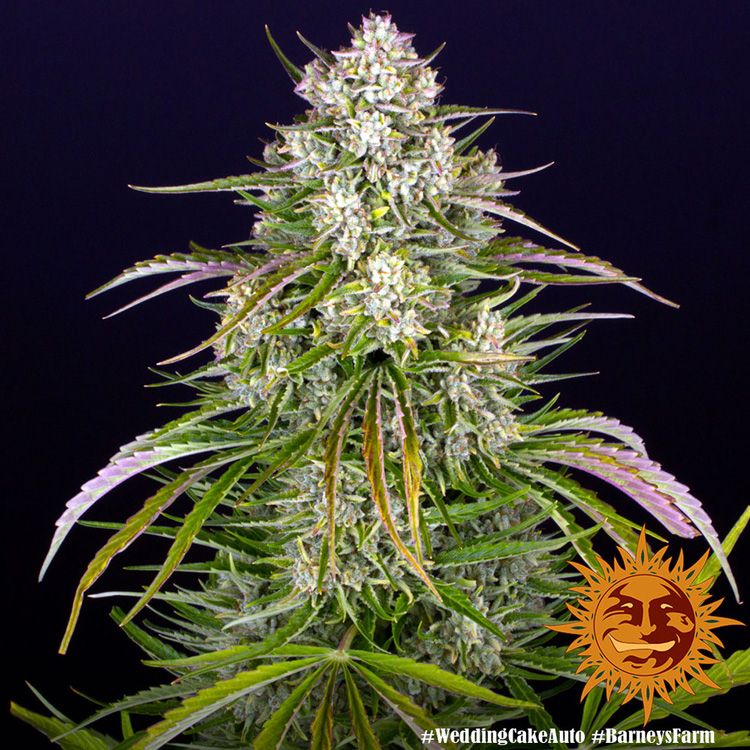 Dope Breeders - BARNEYS FARM Wedding Cake Auto Image