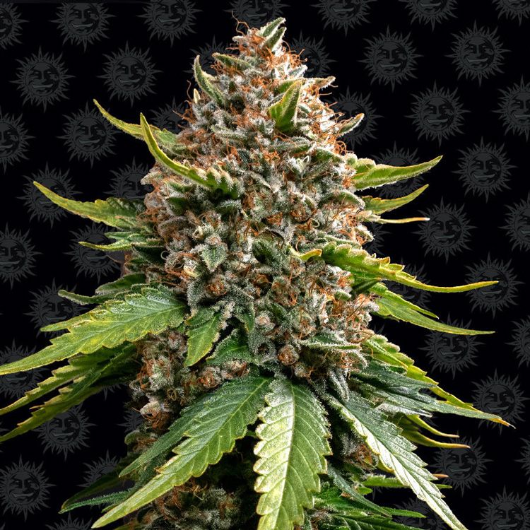 Dope Breeders - BARNEYS FARM White Widow Auto Image