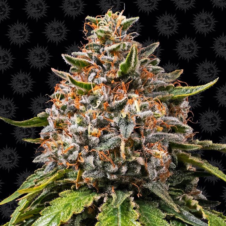 Dope Breeders - BARNEYS FARM White Widow Image