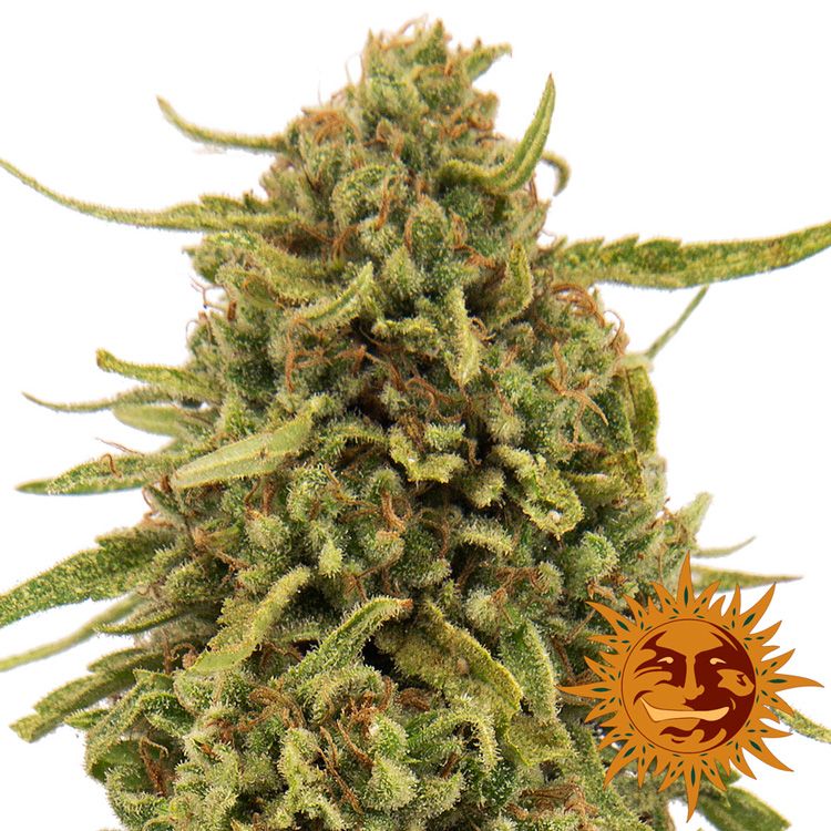 Dope Breeders - BARNEYS FARM Widow Remedy Image