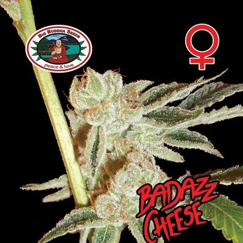 Dope Breeders - BIG BUDDHA SEEDS Badazz Cheese Image