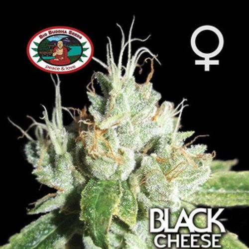 Dope Breeders - BIG BUDDHA SEEDS Black Cheese Image